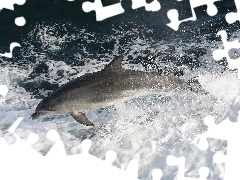Morze, Piana, Delfin