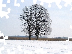 Drzewo, Zima