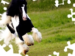 Galop, Koń