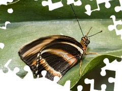 Liść, Motyl