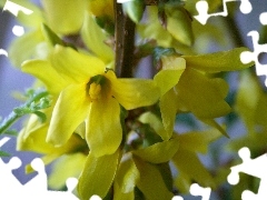 Forsycja