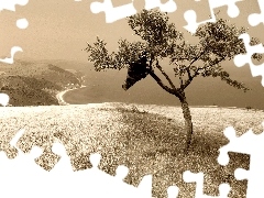 Drzewo, Wzgórze, Sepia