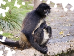 Ateles Belzebuth, Trawa, Małpa