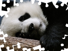 Panda, Drzewo, Mis