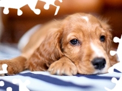 Spaniel, Szczeniak, Cocker