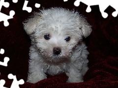 Maltese, Szczeniak, Maltańczyk