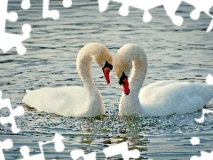 Jezioro, Łabędzie