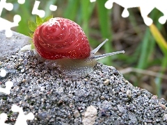 Muszla, Truskawka, Ślimak