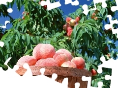 Brzoskwiń, Pełen, Drzewo, Kosz