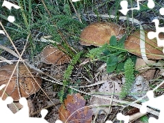 Prawdziwków, Rodzina