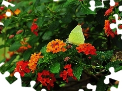 Liście, Kwiaty, Żółty, Motyl