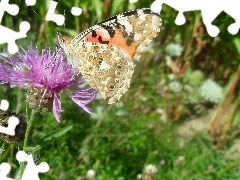 Oście, Na, Motyl, Rusałka