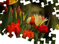 Tulipany, Kwiaty, Kolorowe