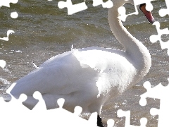 Łabędź