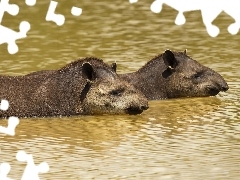 Dwa, Tapiry, Woda