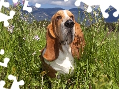 Łąka, Basset, Góry