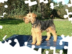 niebieska, ławka, Lakeland Terrier