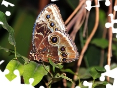 Skrzydła, Motyl