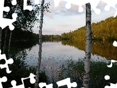 Las, Drzewa, Brzozy, Jezioro, Woda, Odbicie