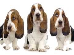 Łaciate, Bassety, Trzy