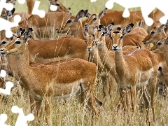 Antylopy