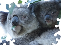 Misie, Koala, Dwa