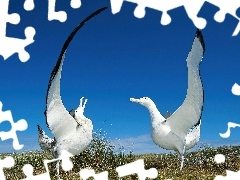 Albatrosy