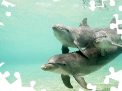 Delfiny, Trzy
