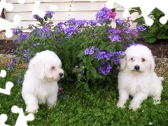 Bichon frise, dwa