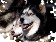 Niebieskie, Oczy, Siberian Husky
