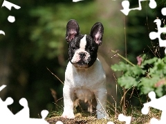 Francuski, Buldog