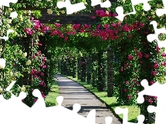 Park, Alejka, Wiszące, Róże