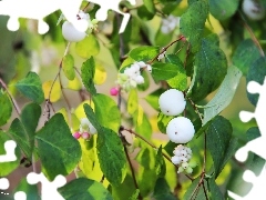 Kuleczki, Białe, Śnieguliczka, Krzew