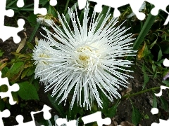 Aster, Biały