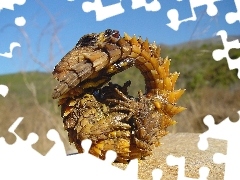 Moloch Kolczasty, Zwinięty