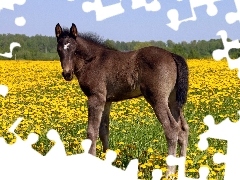 Pospolite, Mniszki, Źrebak, Łąka