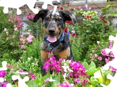 Owczarek francuski Beauceron, ogród, Młody