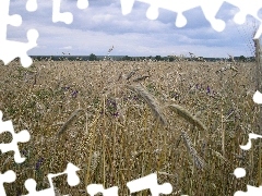 Kłosy, Pole