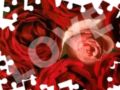 Róż, Love, Pąki