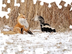 Skunks, Lis