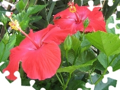 Hibiskusa, Kwiaty
