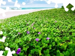 Plaża, Kwiaty, Morze
