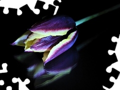Tulipan, Odbicie, Kolorowy