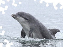 Delfinek
