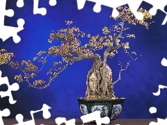 Bonsai, Doniczka, Drzewko