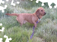 smycz, Basset Fauve de Bretagne