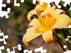 Liliowiec