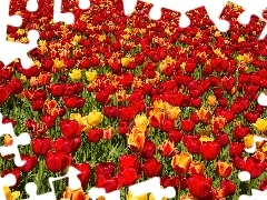 Kolorowe, Tulipany, Kwiaty