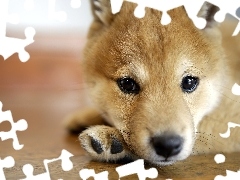 Szczeniak, Shiba Inu
