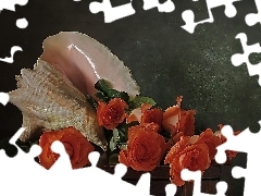 Róże, Pomarańczowe, Muszla, Kwiaty